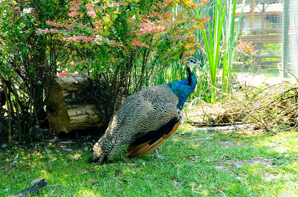 Pension La Cupola Târgu-Mureş Esterno foto