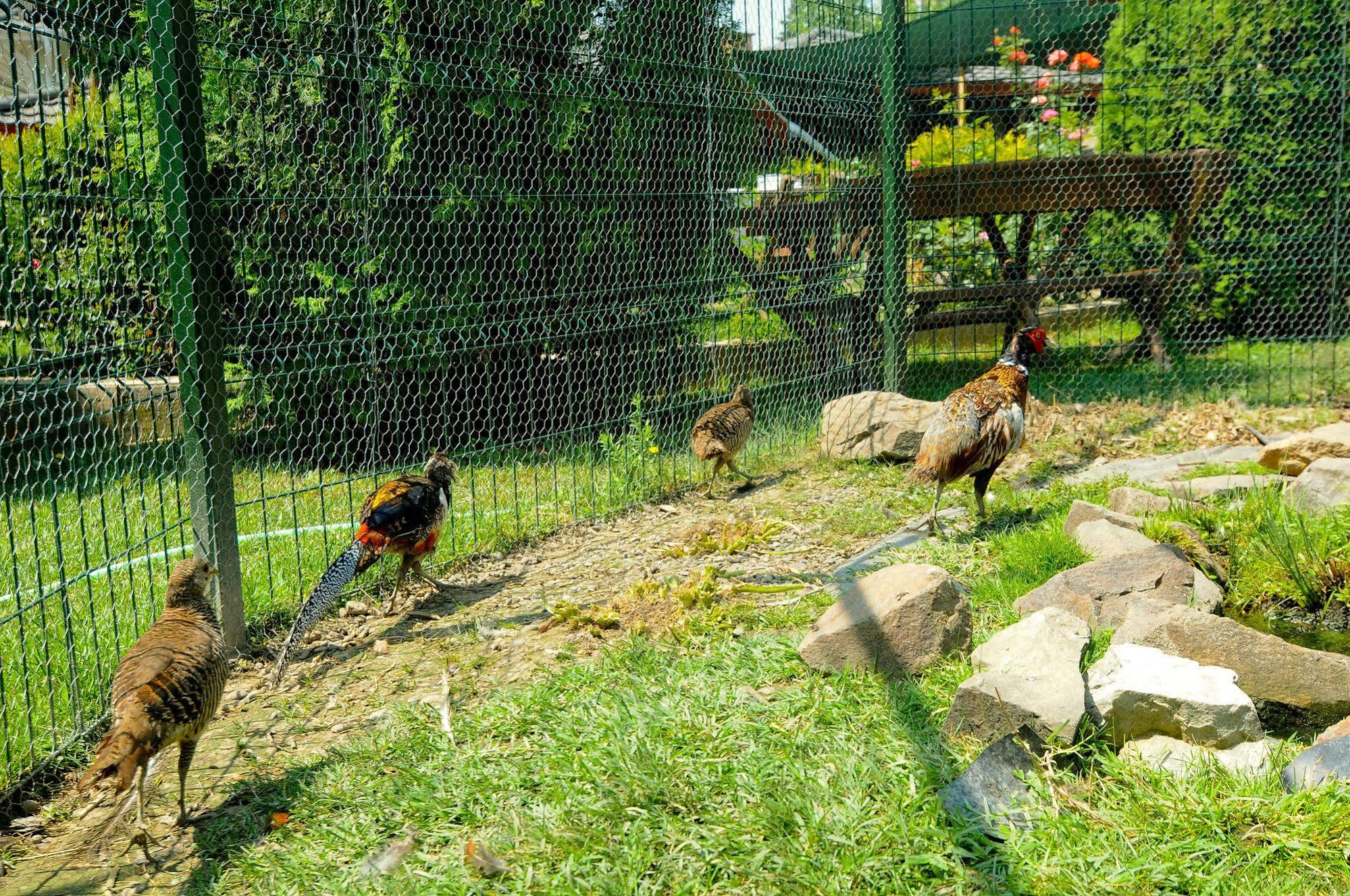 Pension La Cupola Târgu-Mureş Esterno foto